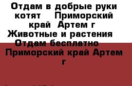 Отдам в добрые руки котят  - Приморский край, Артем г. Животные и растения » Отдам бесплатно   . Приморский край,Артем г.